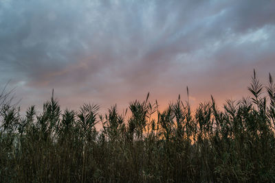 Scenic view of field against cloudy sky