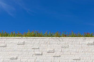 Low angle view of plants against blue sky