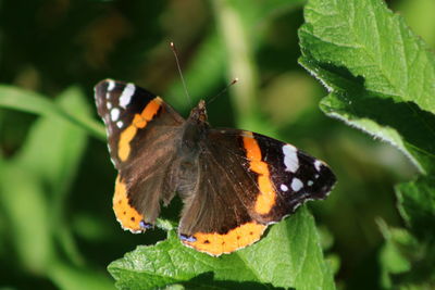 Close-up of butterfly pollinating on plant