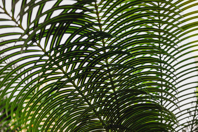 Close-up of palm tree leaves