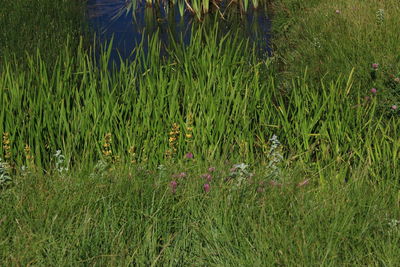 Plants growing on field by lake