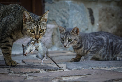 Cat with rat in mouth on footpath