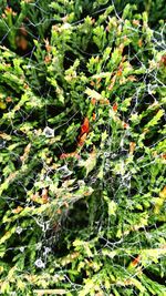 Close-up of spider web on tree