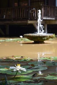 Close-up of water fountain