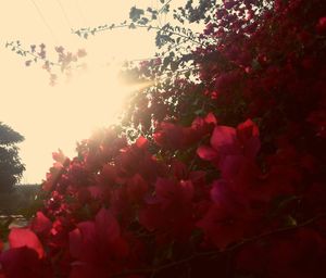 Low angle view of pink flowers