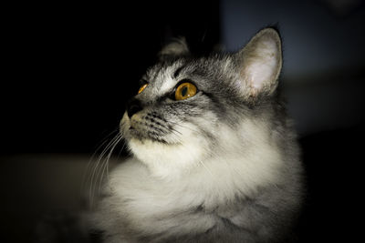 Close-up of cat against black background