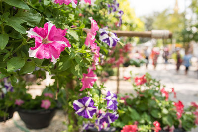Close-up of pink flowering plants