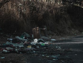 Garbage on field by trees in forest