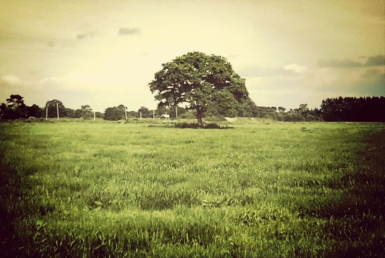 grass, field, sky, grassy, landscape, tree, green color, tranquility, tranquil scene, growth, nature, cloud - sky, scenics, beauty in nature, rural scene, built structure, cloud, outdoors, no people, architecture