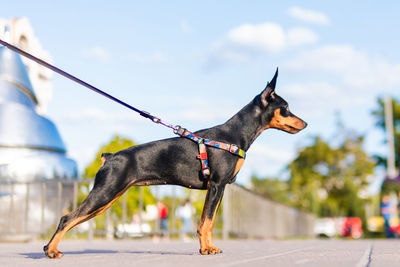 Dog looking away outdoors