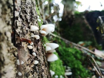 Close-up of mushrooms growing on tree trunk