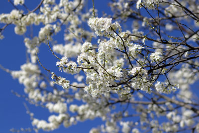 Low angle view of cherry blossoms against blue sky