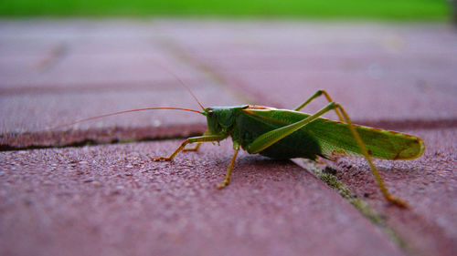 Close-up of insect on leaf