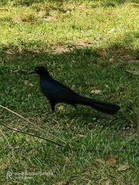 High angle view of bird on land