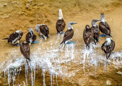 Flock of birds in river