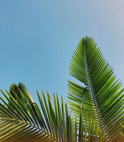 Low angle view of palm tree against clear blue sky