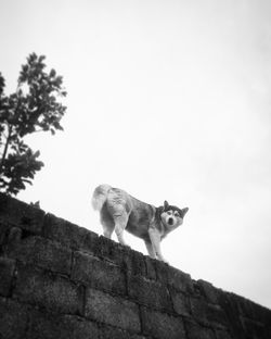 Low angle view of a dog on wall