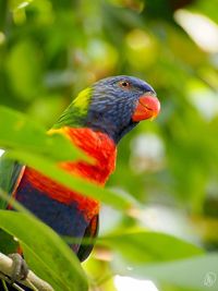 Close-up of parrot perching on leaf