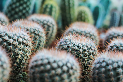 Close-up of cactus plants