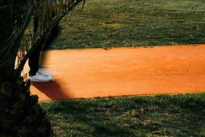 Plants on grassy field