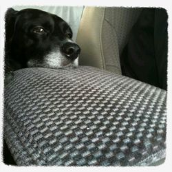 Dog looking away