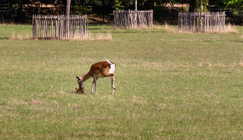 Dog running in field