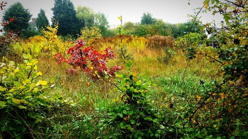 Trees growing in field