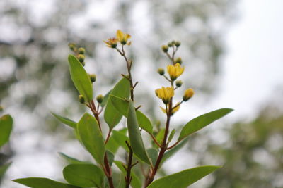 Close-up of yellow flowering plant