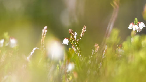 Close-up of flowering plants on land