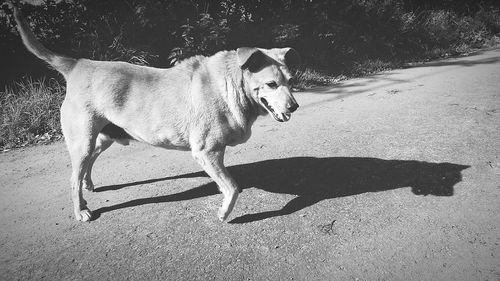 Dog on street