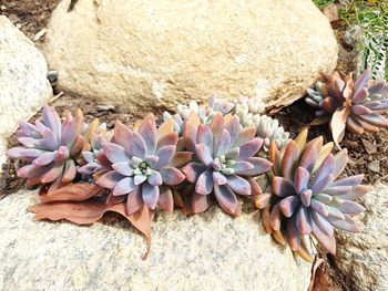 High angle view of flowers on rock