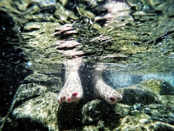 Close-up of fish swimming in water