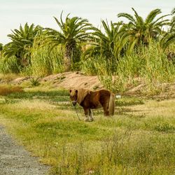 Little horse standing on grass 