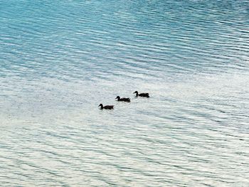 High angle view of ducks swimming in lake