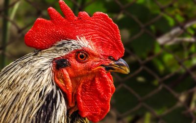 Close-up of rooster