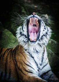 Close-up of tiger yawning