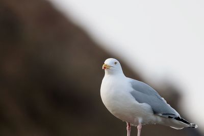 Close-up of seagull perching outdoors