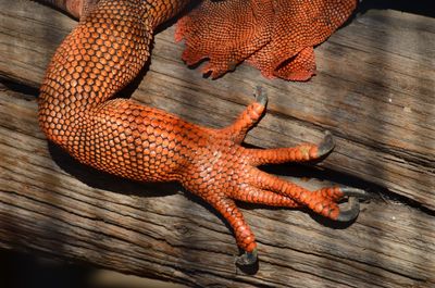 High angle view of lizard