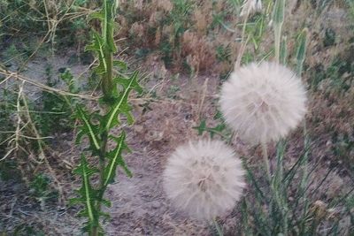 Close-up of dandelion