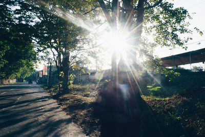 Sunlight streaming through trees