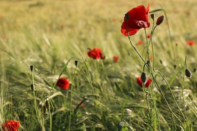 Close-up of red poppy flowers on field