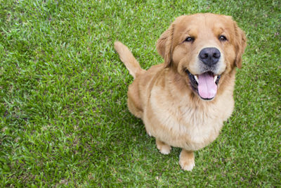 Portrait of dog sitting on grass