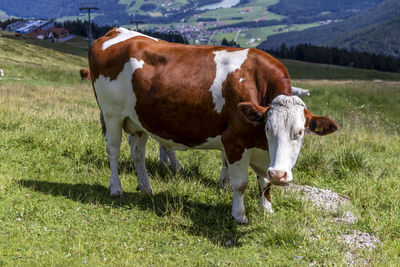 Cow standing in a field