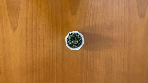 Directly above shot of plant on wooden table