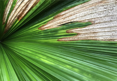 Tropical green leaf palm tree