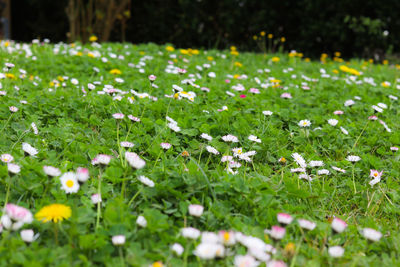 Close-up of flowers growing in field