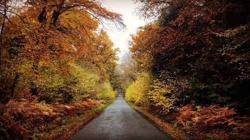 Road amidst trees in forest during autumn