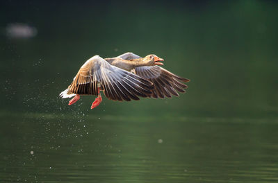 Graylag goose flying over lake on sunny day