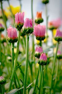 Close-up of pink flowers on field