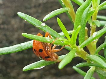 Close-up of insect on leaf